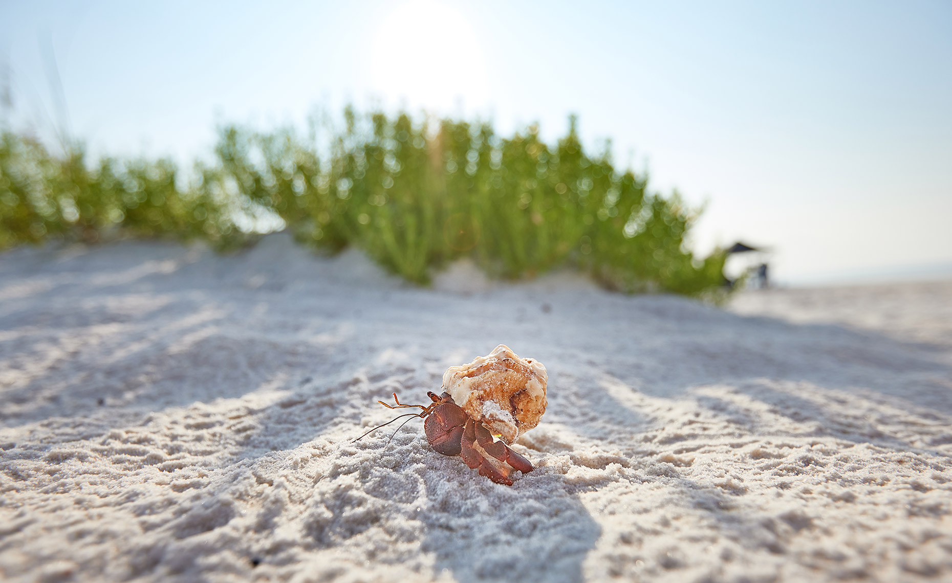 hermitcrabwebpage